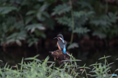 暗がりにカワセミブルー