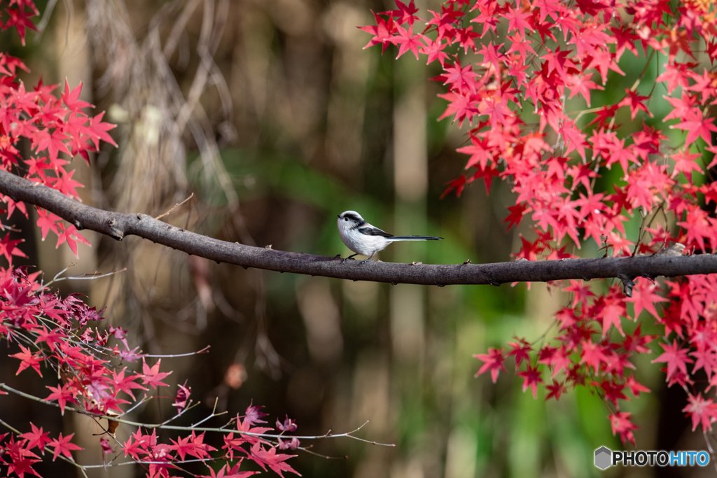 紅葉狩り