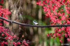 紅葉狩り