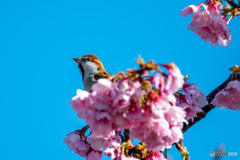 桜ドレス