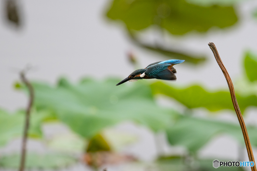 飛びます！