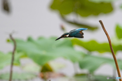 飛びます！
