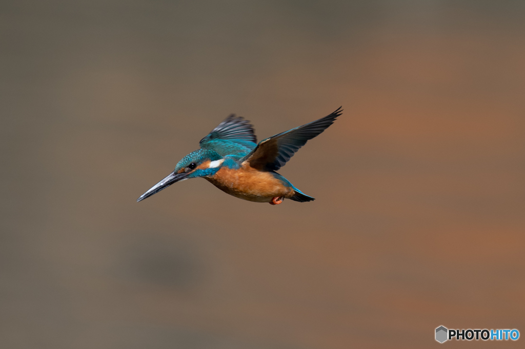 オレンジバック