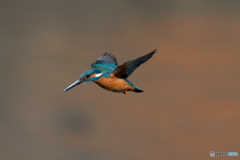 オレンジバック