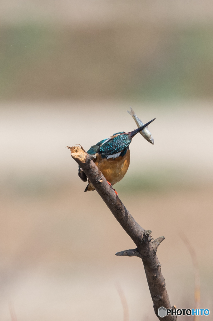 シェイク、シェイク、シェイク