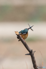 シェイク、シェイク、シェイク