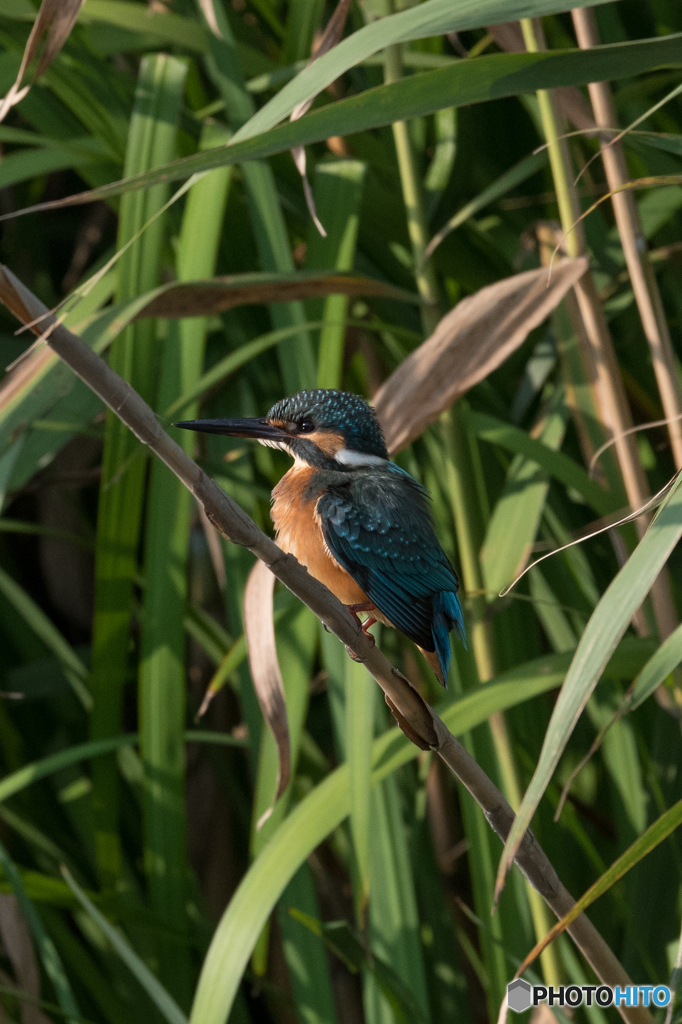 目も体もまん丸♡