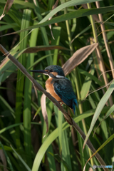 目も体もまん丸♡