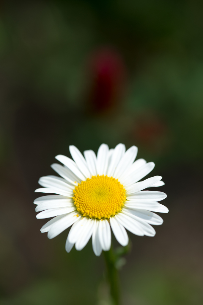 庭を彩る花々 ♯14