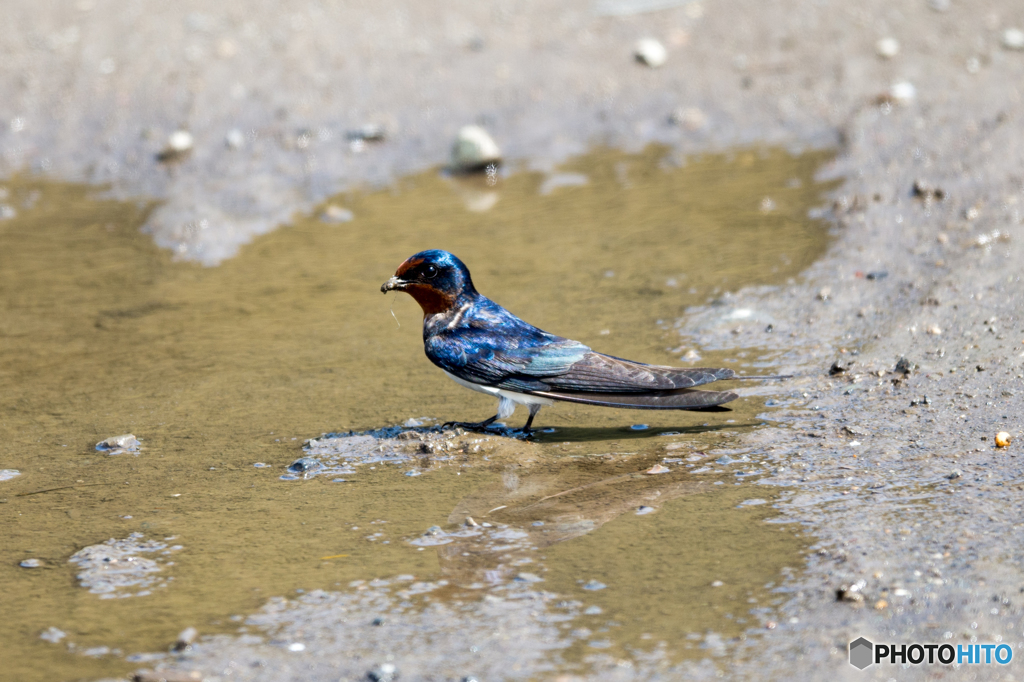 去る鳥いれば、来る鳥あり