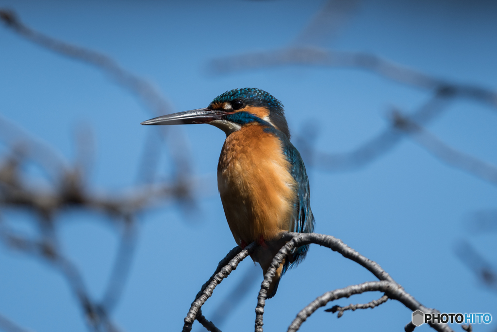 頭上にカワちゃん