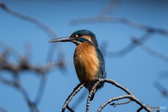 頭上にカワちゃん