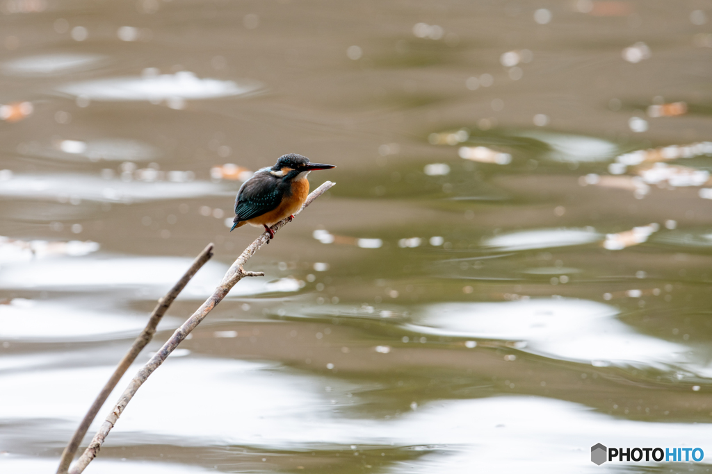 水辺のカワセミ
