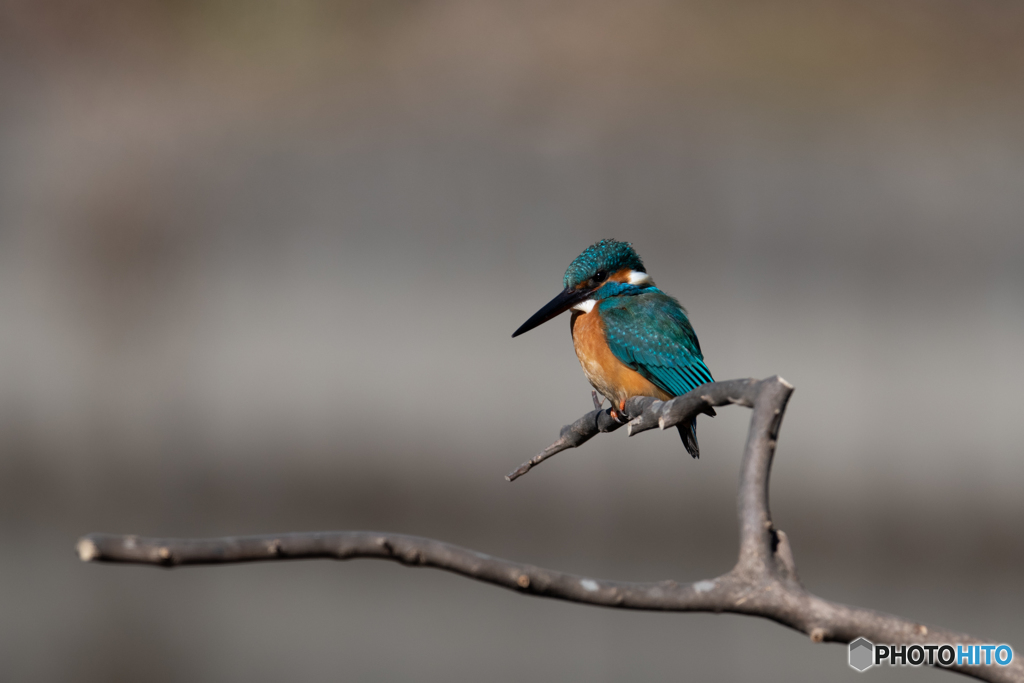 カワセミブルー