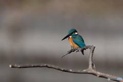 カワセミブルー