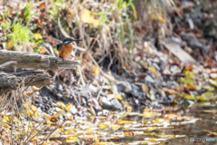 秋カワセミ