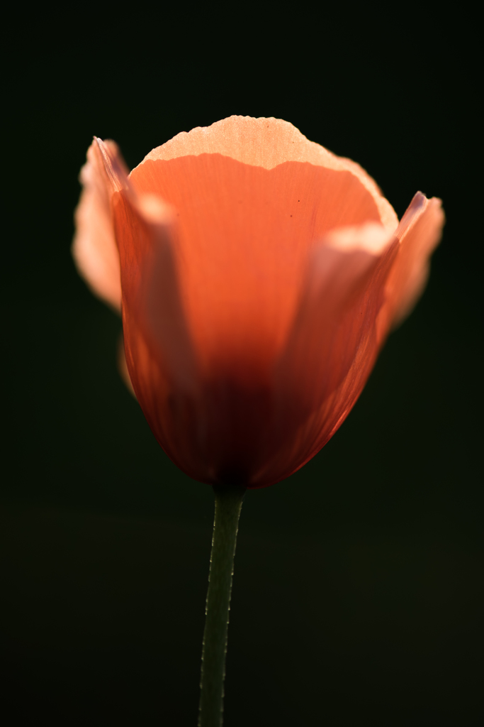 庭を彩る花々 おまけ ♯2