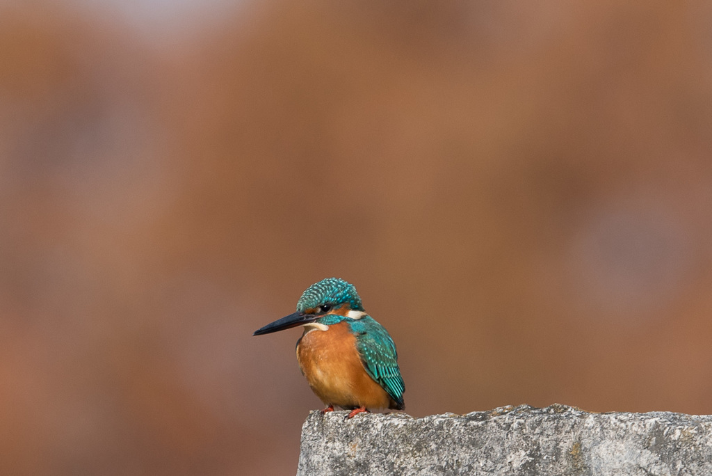 枯葉をバックに