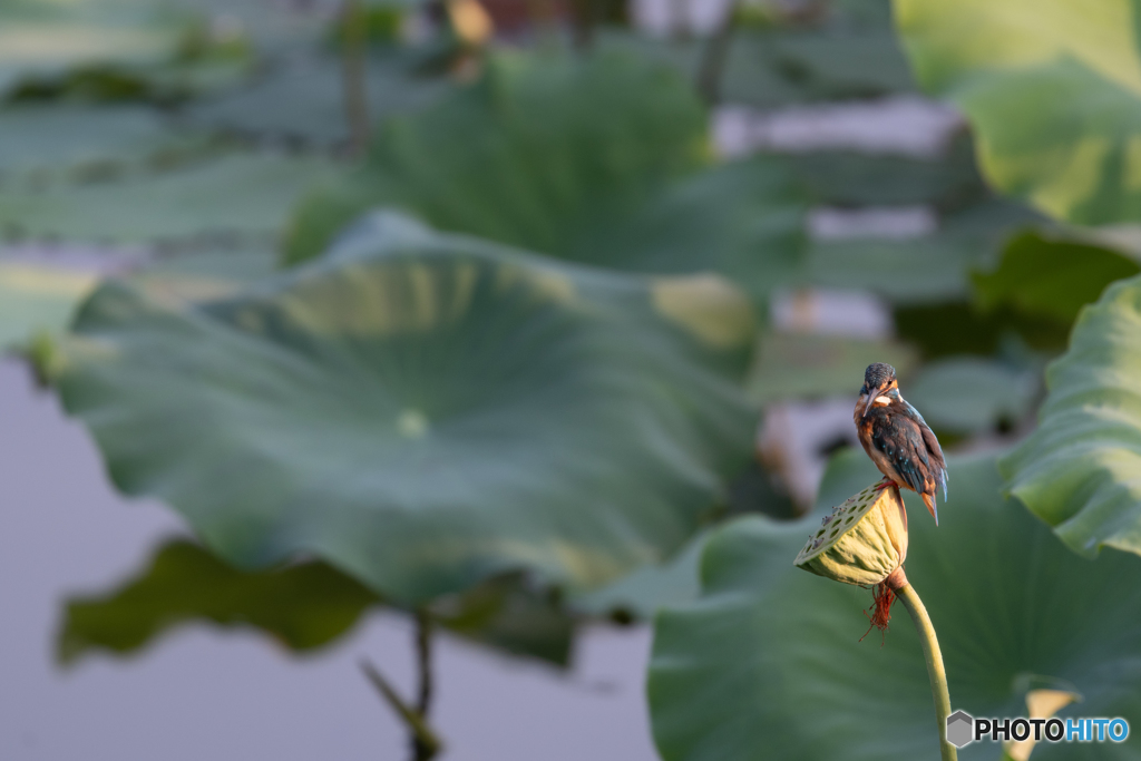 蓮池にて