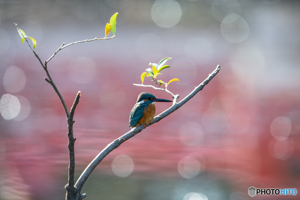 玉ぼけをちりばめて