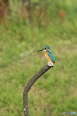 充分じらされてからのー