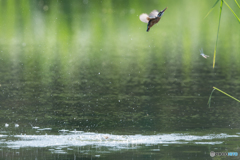 水面からの飛び出し3