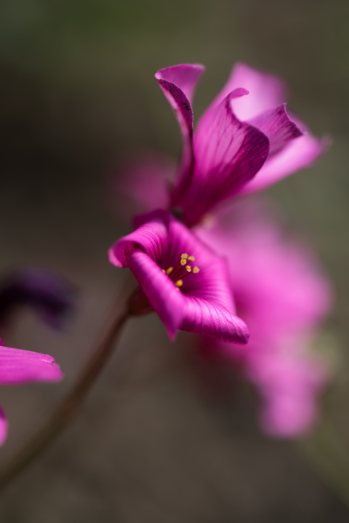 庭を彩る花々 ♯10