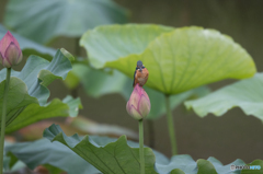蕾から
