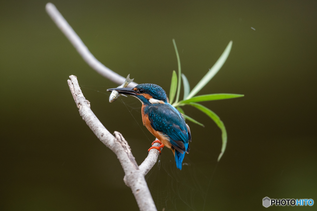 あれっ、刺さってるよ！