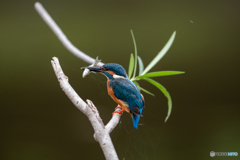 あれっ、刺さってるよ！