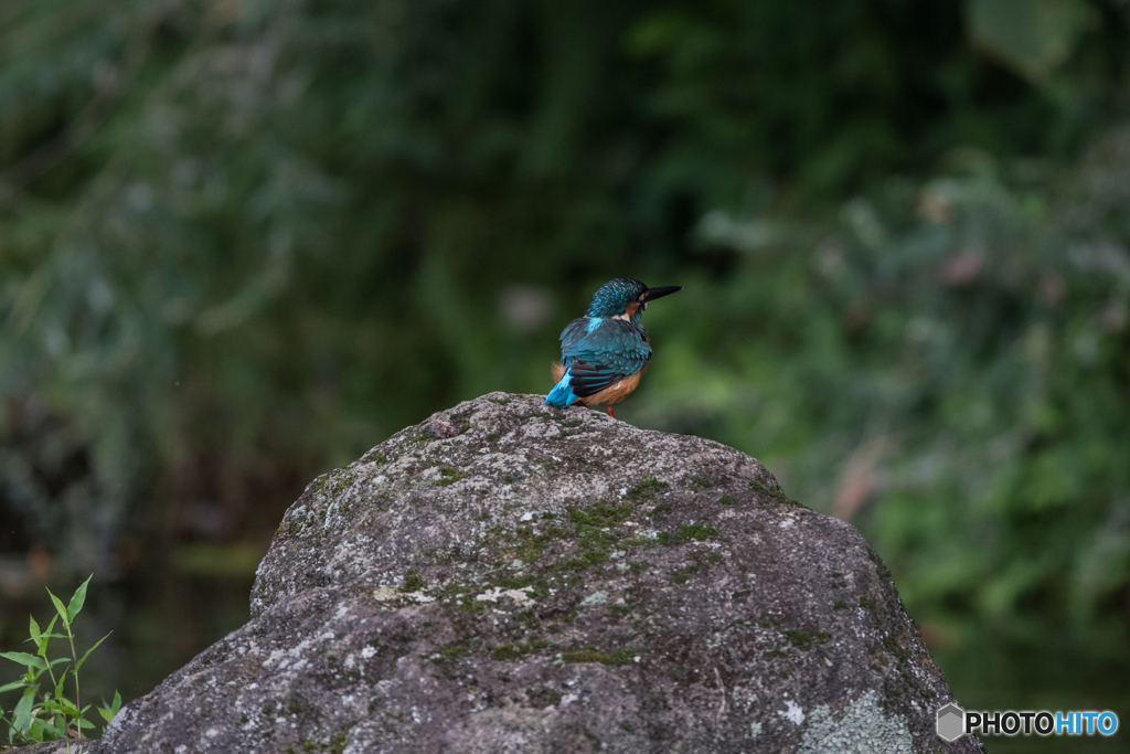 オスだけどバックシャン