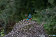 オスだけどバックシャン