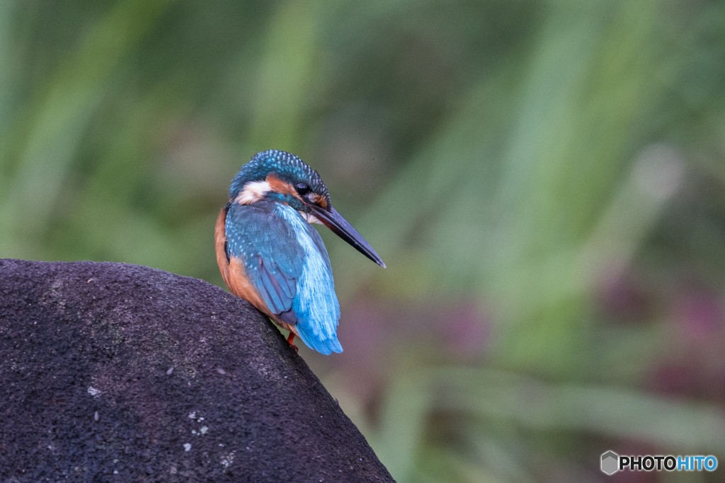 見返りカワちゃん
