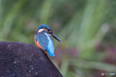 見返りカワちゃん