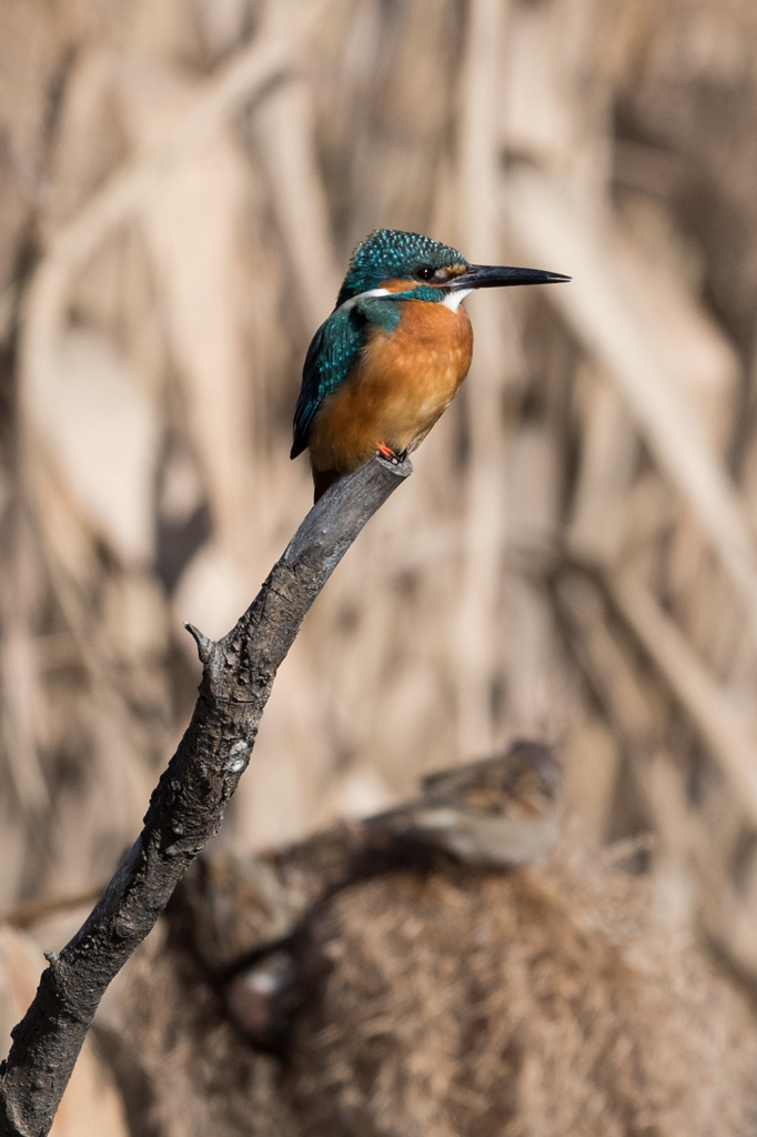 ターコイズブルー