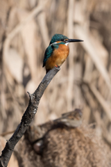 ターコイズブルー