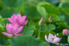 華やかに