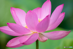 開花