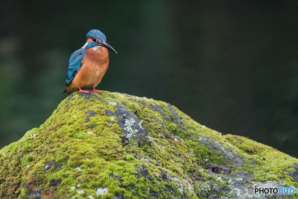 苔むす岩に佇む