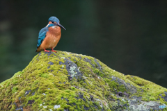 苔むす岩に佇む