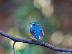 瑠璃色が濃い 瑠璃色が濃い