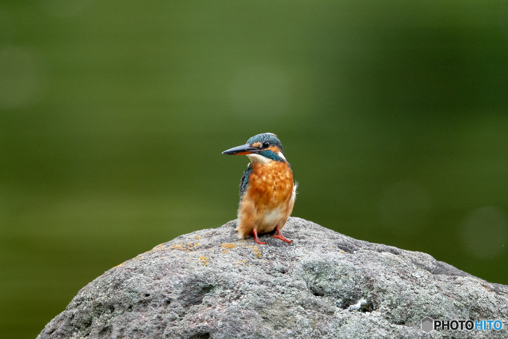 勝気そうなお顔