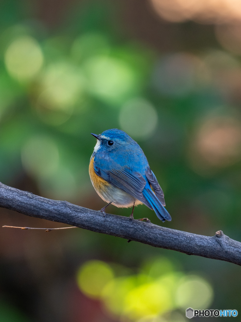 宝石をちりばめて