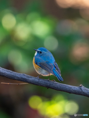 宝石をちりばめて 宝石をちりばめて