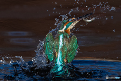 カワセミアップ