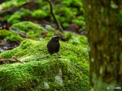 苔に乗って