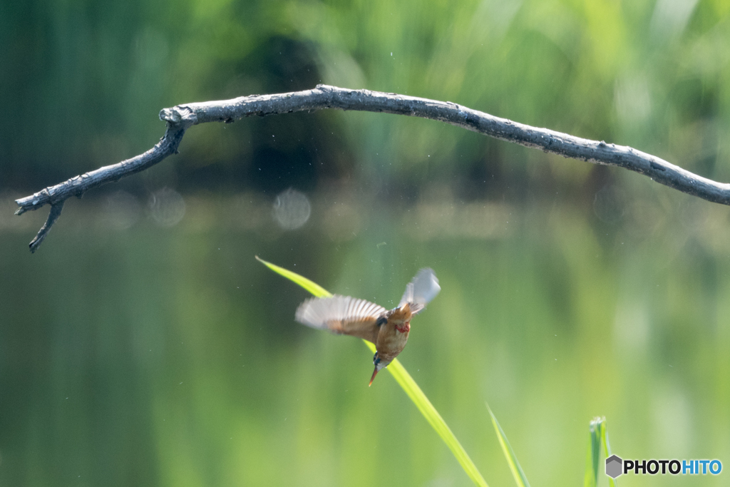 カワセミオレンジ