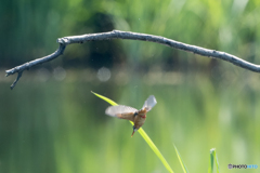 カワセミオレンジ