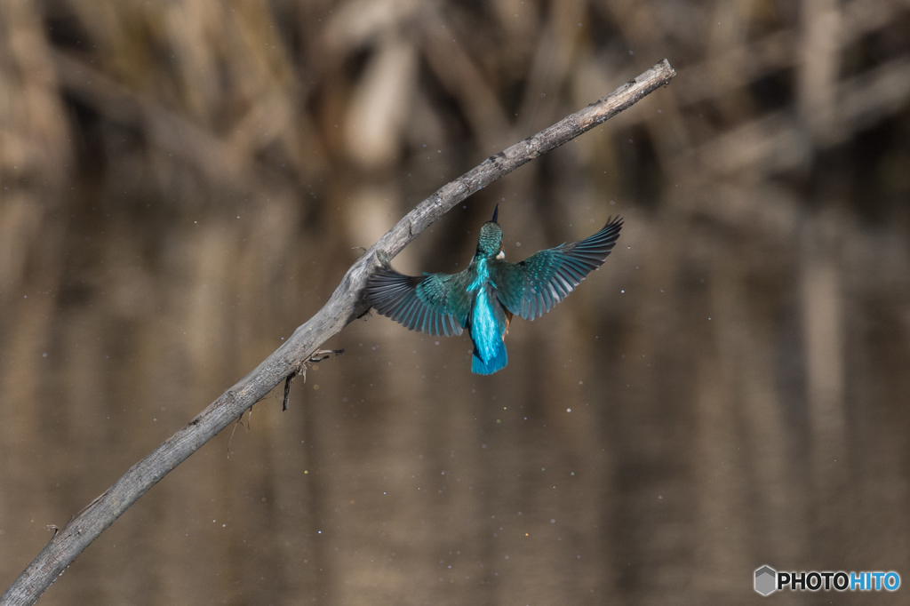 離水から枝戻りまで-4
