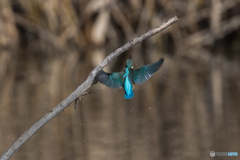 離水から枝戻りまで-4